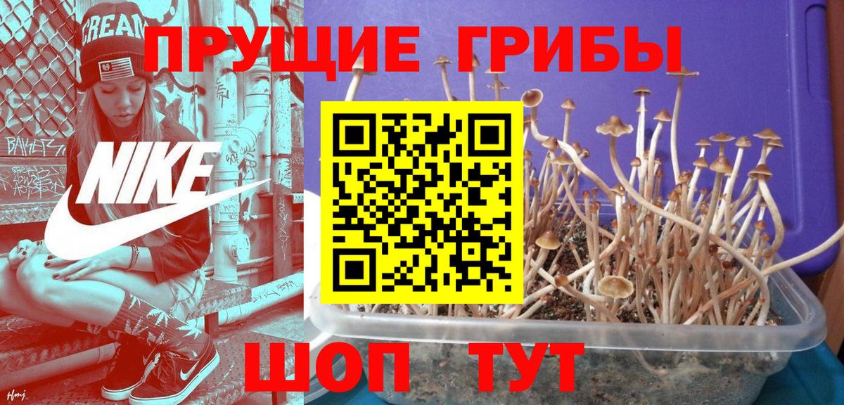 закладки  Галлюциногенные грибы прущие грибы  Вход с VPN  Морозовск  Псилоцибиновые грибы прущие грибы 